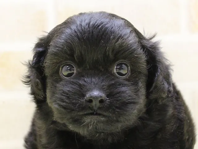 静岡県のハーフ犬・ミックス犬 (ペッツワン伊東店/2025年3月1日生まれ/男の子/ブラック)の子犬